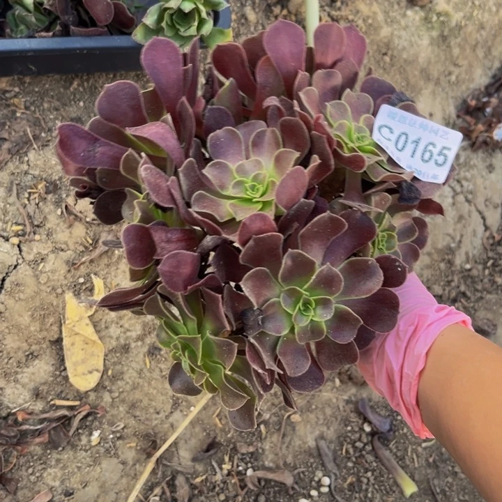 0165欧紫多肉法师瑕疵处理不包损