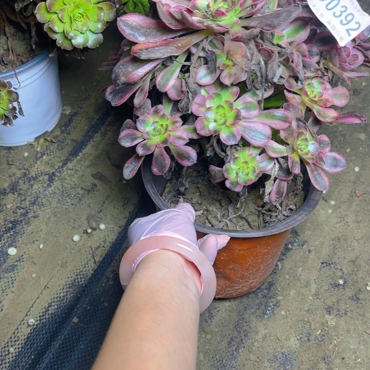 0392香奶奶多肉法师瑕疵有断处理不包损