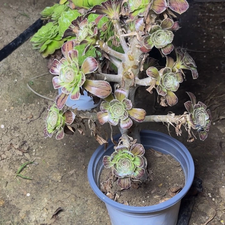 0805拉丝锦多肉法师瑕疵处理不包损