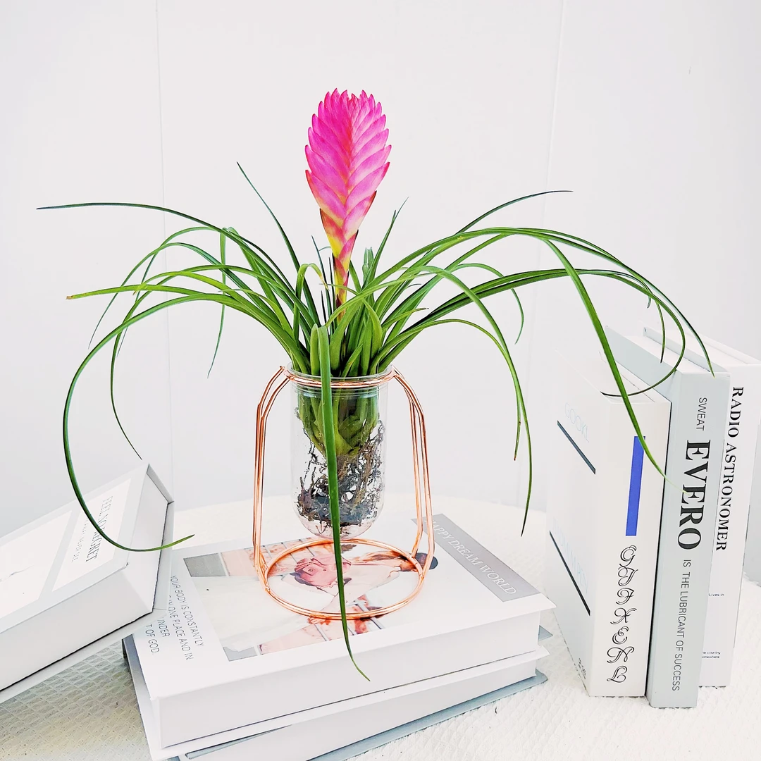 铁兰铁扇公主空气凤梨水培花卉绿植盆栽网红铁架北欧花架