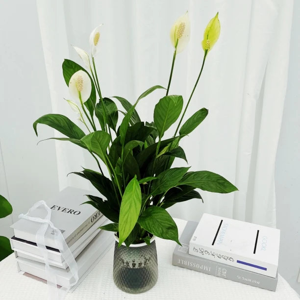 白掌一帆风顺盆栽植物室内花卉绿植水养四季开花好养
