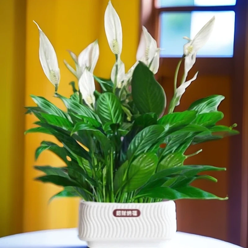 【一帆风顺】白掌美酒S横盆花卉绿植土培室内好养净化空气美化环境