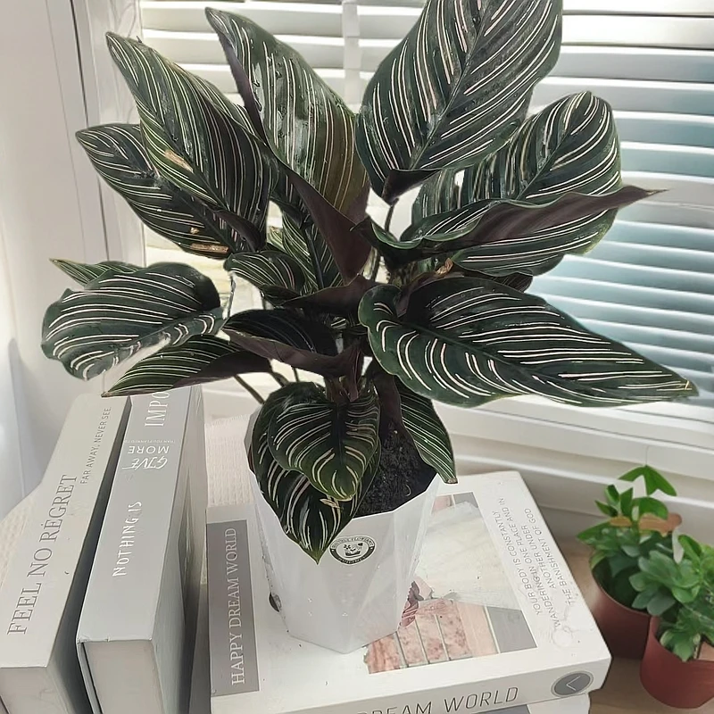 双线竹芋白色钻石盆水培土培盆栽居家办公卧室净化空气吸甲醛好养