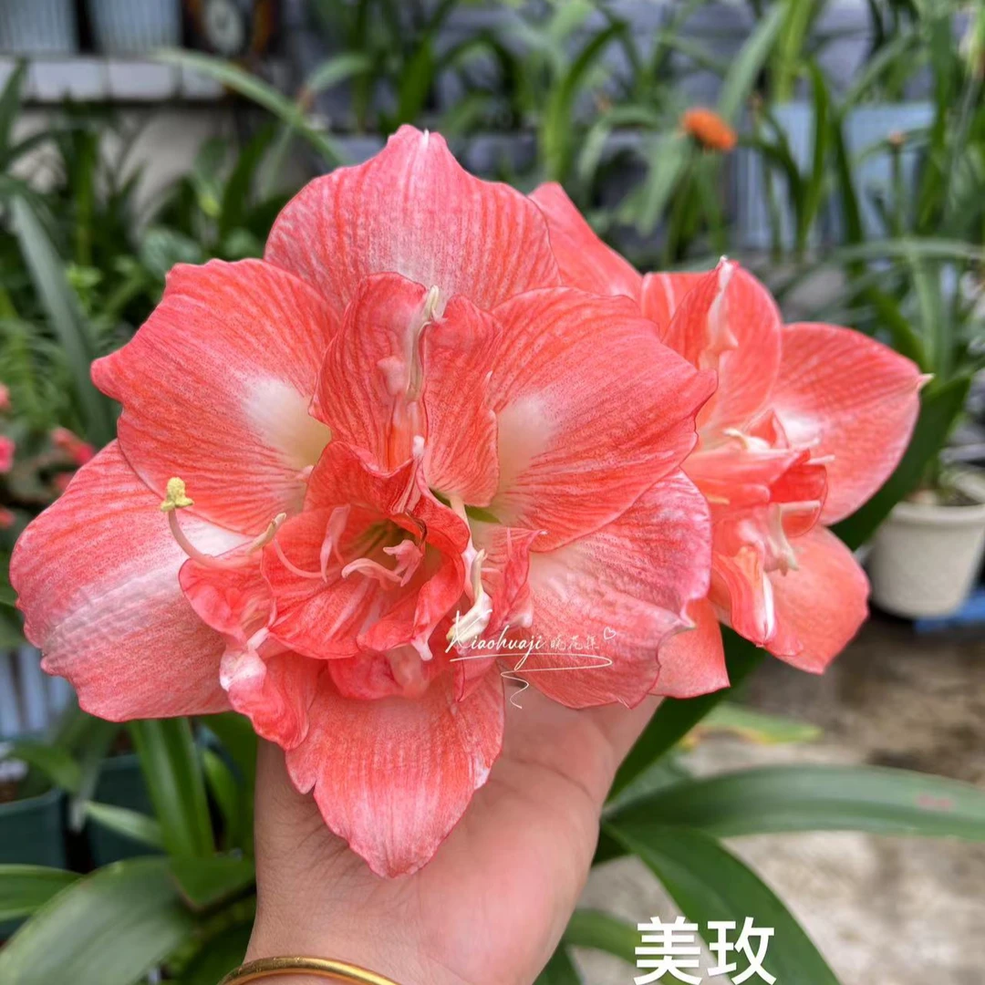 台朱美玫，朱顶红，侧球