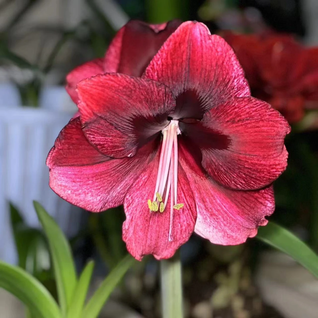 达芙妮，朱顶红，小苗
