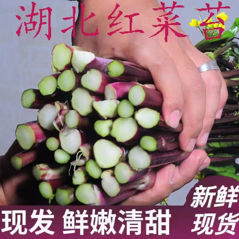 新鲜红菜苔紫菜苔新鲜嫩苔菜湖北菜薹心时令蔬菜包邮湖北农家自种
