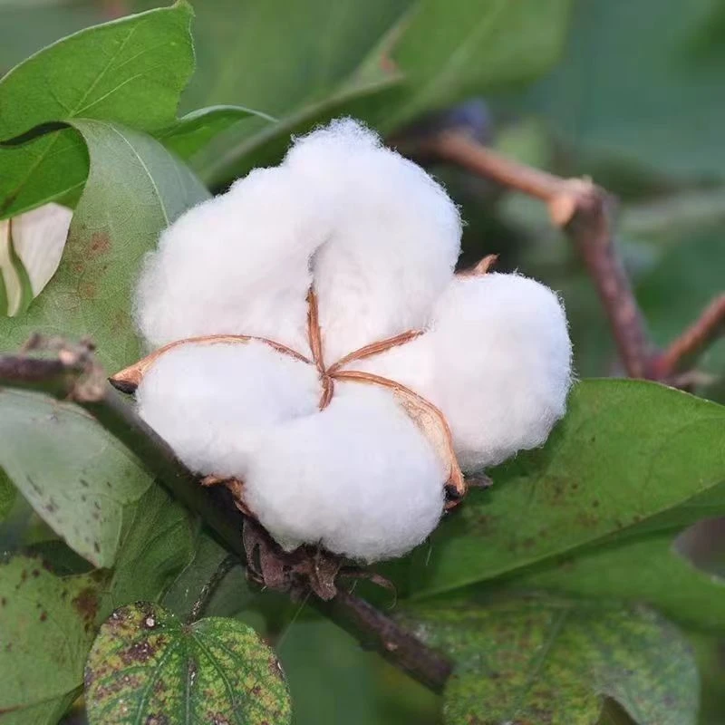 棉花带籽未加工农家自产婚庆生子湖北特产家用手工采摘农户蓬松棉