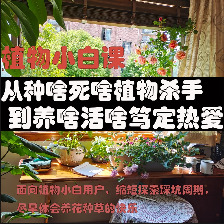 【植物养护】病虫害防治家庭插花微景观制作