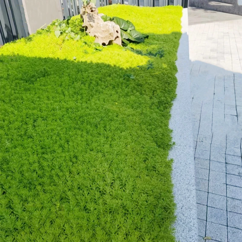 佛甲草欧石竹中华景天金叶过路黄花园地被植草皮物耐寒耐热