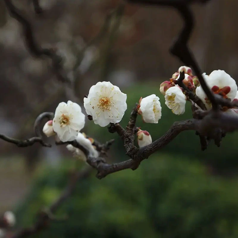 老桩宠粉多年生龙游梅花绿植盆栽庭院种植浓香型龙游梅带土发货