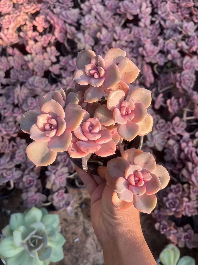 1601-1700云南多肉基地直发一物一拍满18包邮2月6日