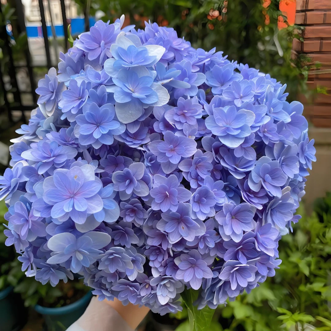 江悦花园花手鞠绣球花基地直发