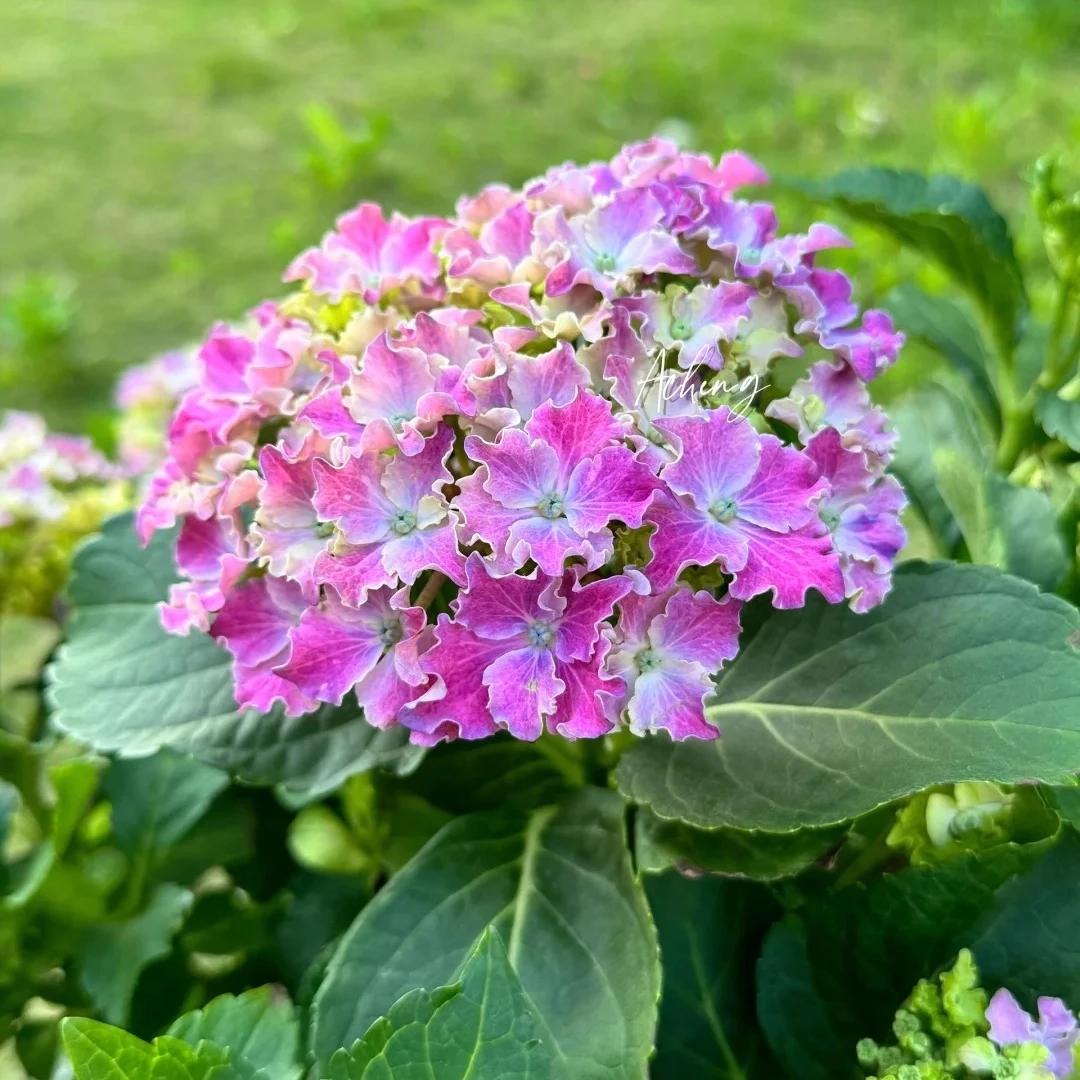 江悦花园漫卷流光绣球花基地直发