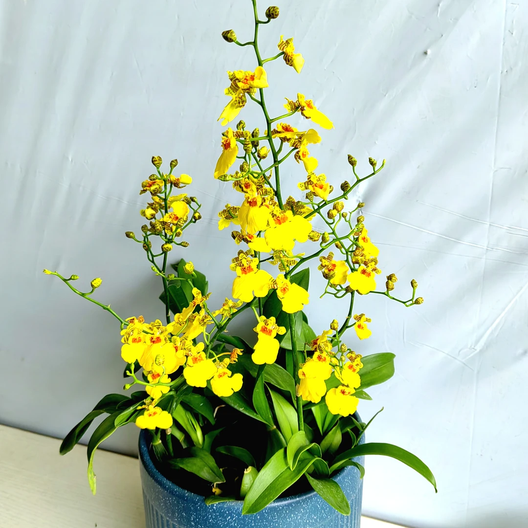 蜜糖/跳舞兰｜文心兰 颜色金黄花卉绿植石斛盆栽