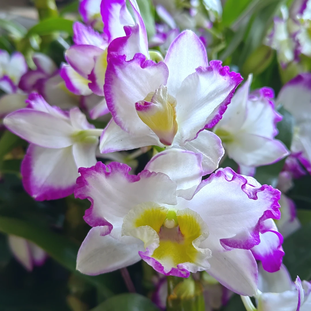 梦幻国王｜春石斛（高杆） 花瓣卷边渐变大花有花卉盆栽