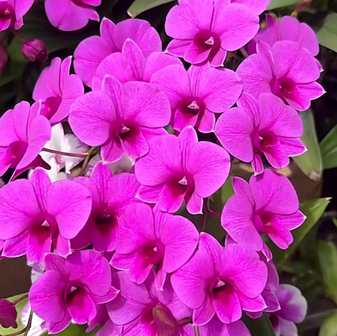 朝阳红｜石斛兰（无花） 花瓣颜色渐变花卉盆栽  新手推荐