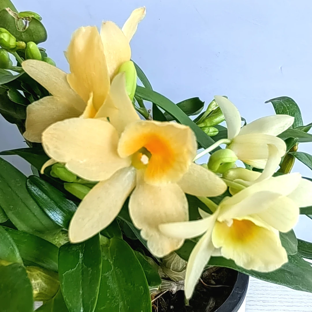 巴比伦｜春石斛（无花 ） 颜色渐变有香味少有花卉盆栽