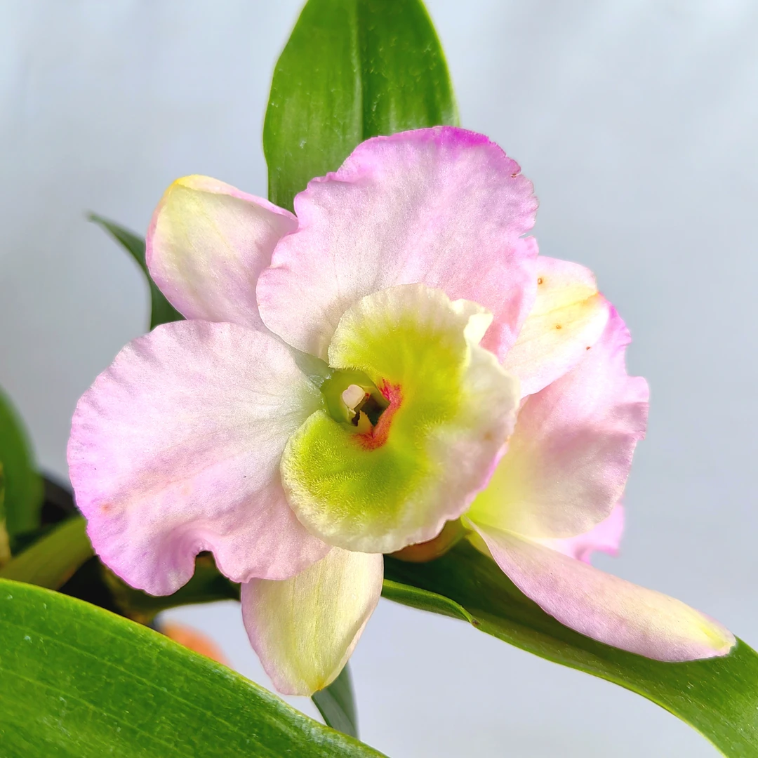 初恋｜春石斛 花瓣粉色渐变有香味少有花卉绿植石斛盆栽