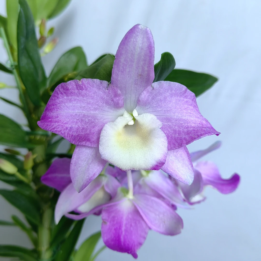 桃花仙子｜春石斛 花瓣大花紫粉渐变有香味花卉石斛盆栽