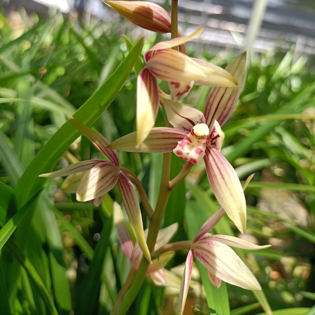 玉环妃  建兰四季兰绿植好养