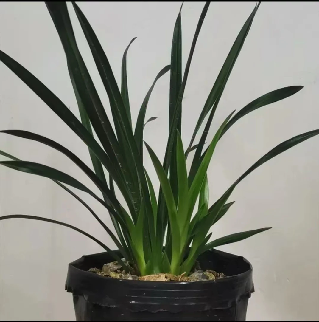 兰花一物一拍用链接  勿随意拍