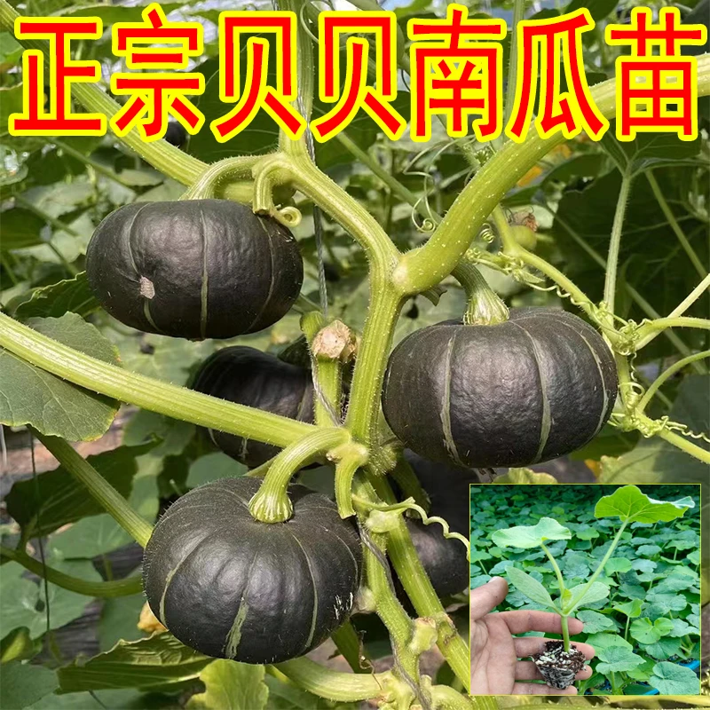 绿贝贝南瓜苗南瓜苗甜蜜本南瓜苗板栗南瓜苗贵族南瓜苗香芋南瓜苗