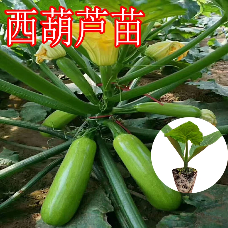 早熟西葫芦苗云南小瓜苗角瓜苗茭瓜苗耐热抗病长势强瓜条好产量高