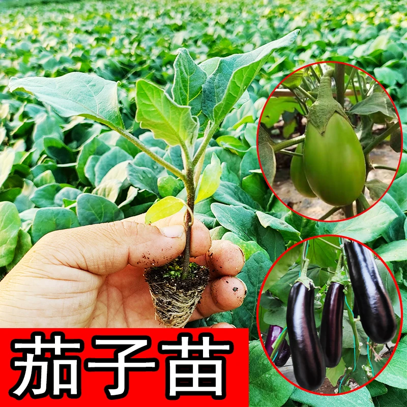茄子苗大龙长茄青茄牛心茄灯泡茄杭茄紫长茄圆茄长线茄杭茄一号