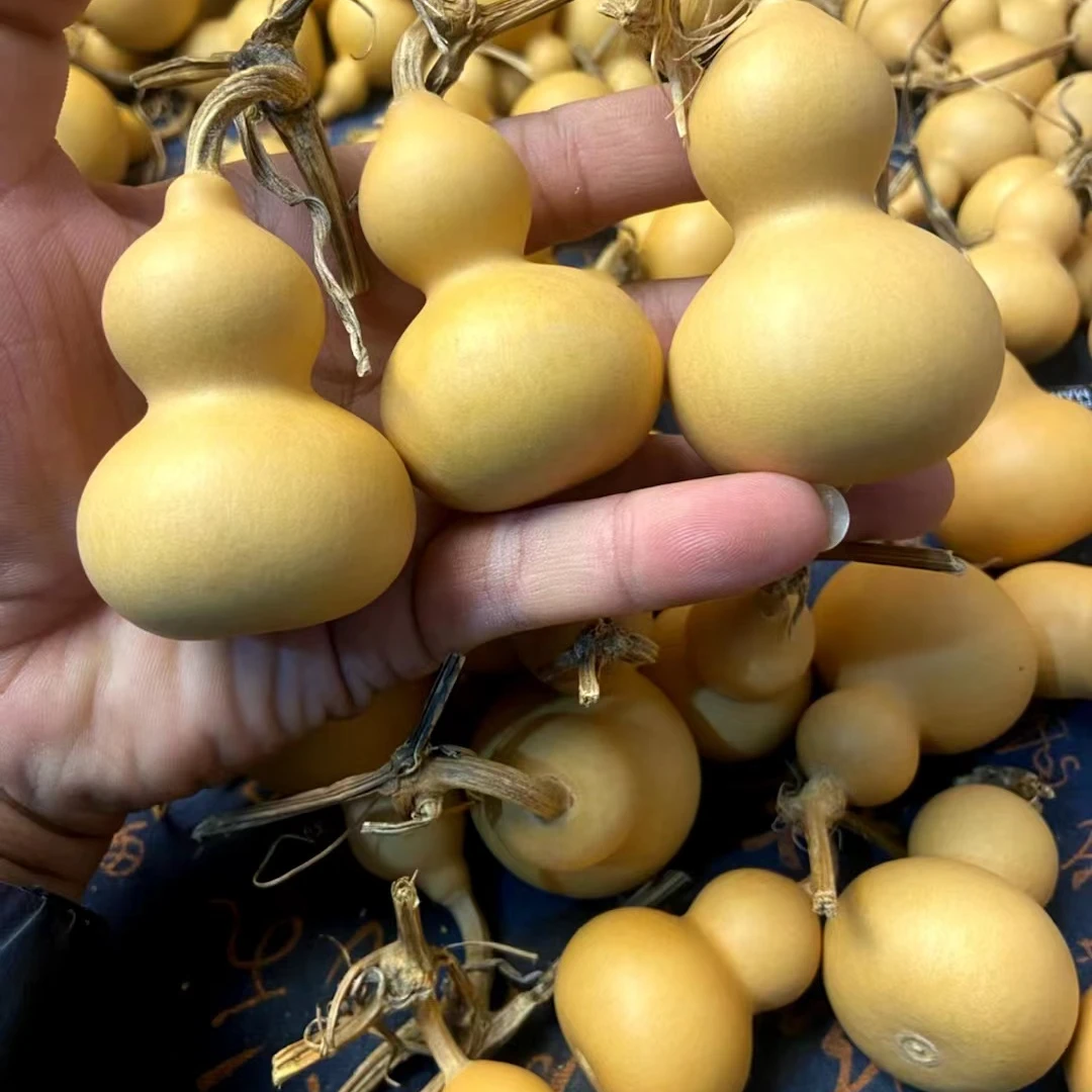 天然小美葫芦通货6个专属链接 4-7厘米