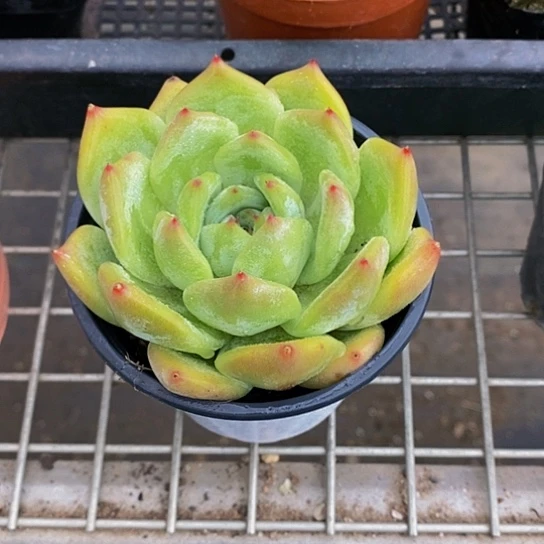 伯克利的故事是在他与一