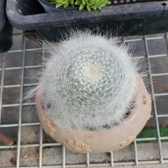 伯克利的故事是一个