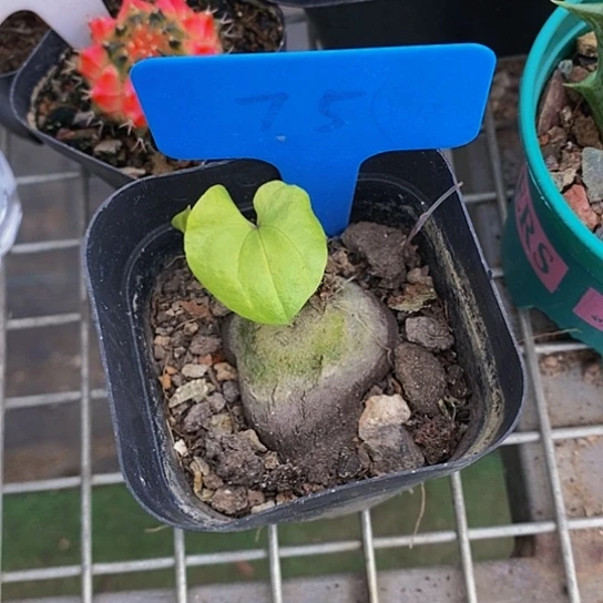 伯克利的故事也很精彩很