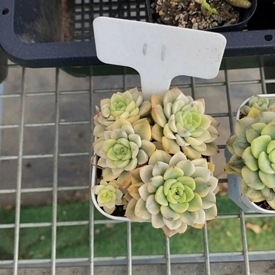 伯克利和格蕾纳等著名