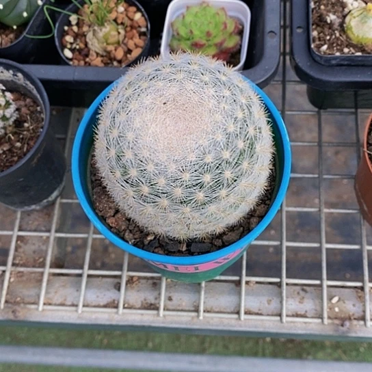 伯克利的故事是一部关于爱情