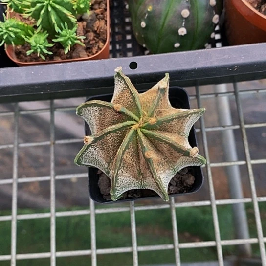 伯克利和格蕾特的故事