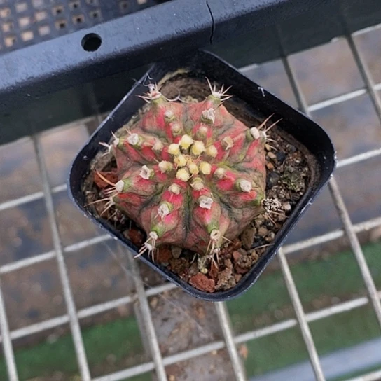 伯克利的故事是在一个