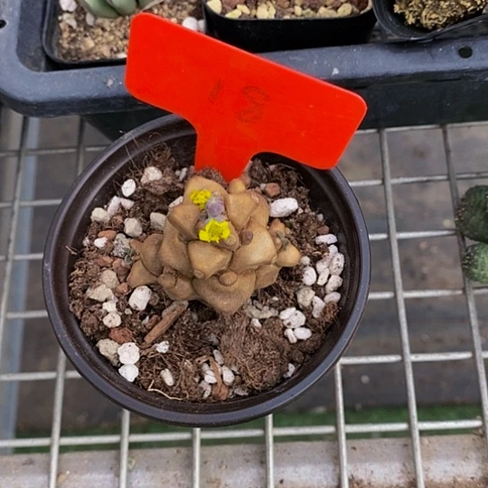 伯克利和格蕾纳等著名