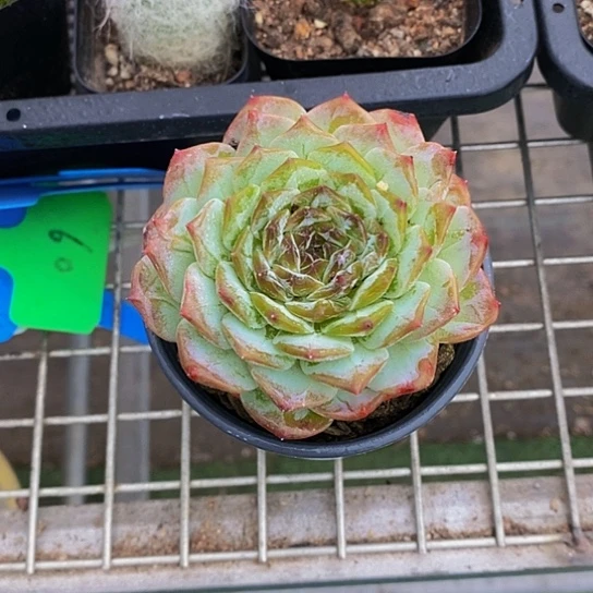 伯克利和他女朋友的朋友