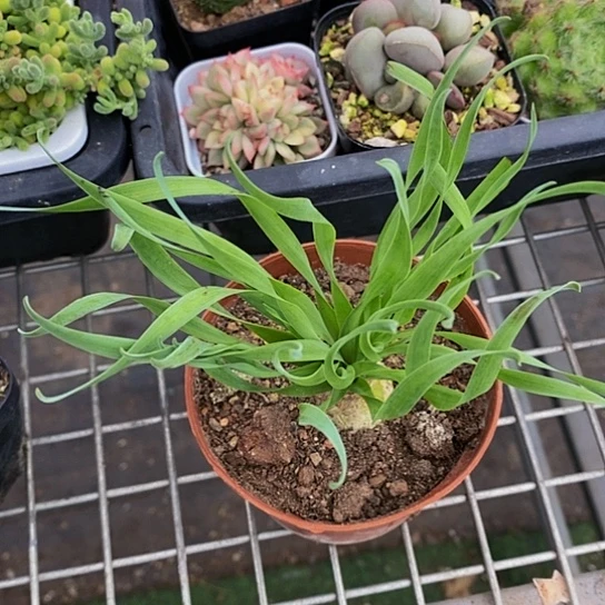 伯克利和格蕾纳等人