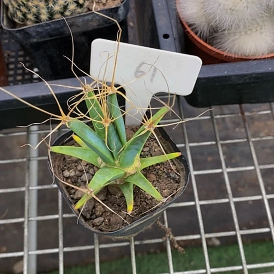 伯克利和格兰的故事也是