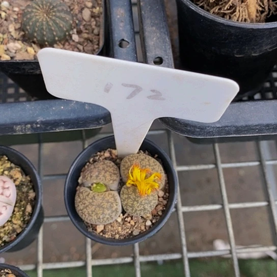 伯克利和格蕾纳等我问问