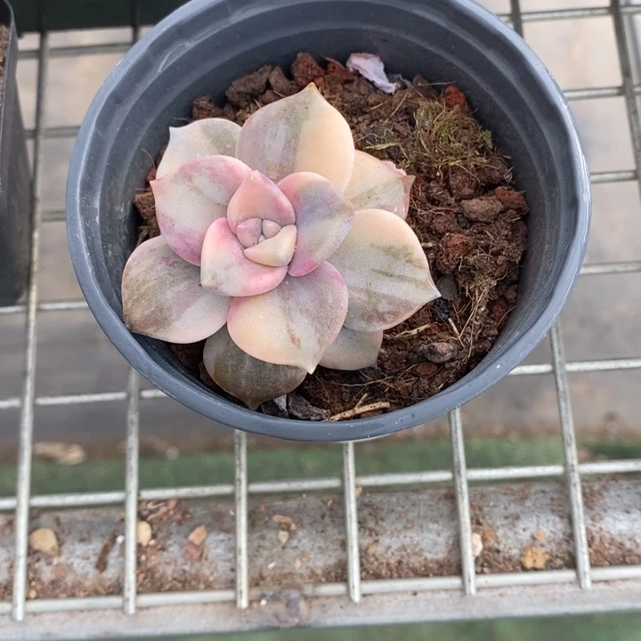 伯克利的故事是一个人的