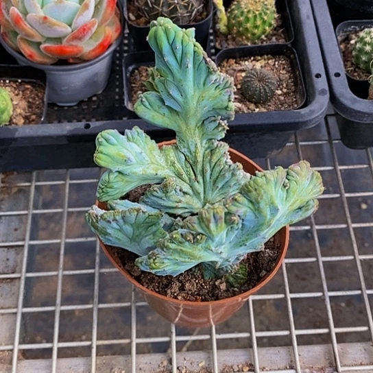 伯克利的故事是一部关于爱情