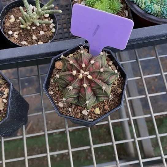 ?****～伯克利和他女朋友的朋友在