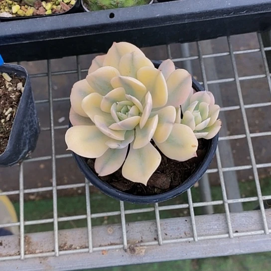 月****✨伯克利和格兰的故事是