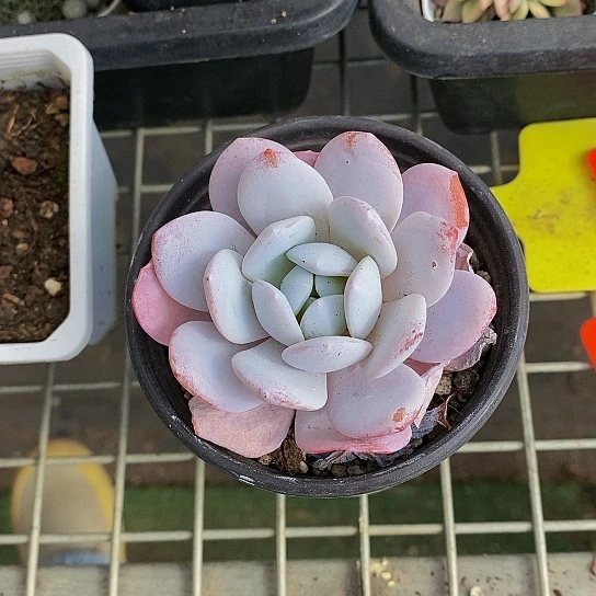 伯克利和他女朋友在