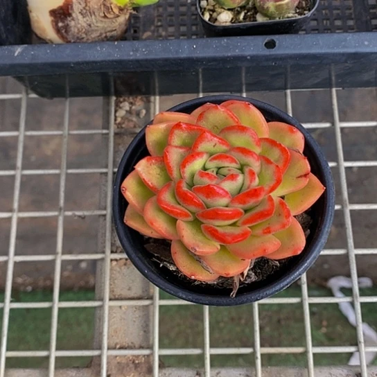 月****✨伯克利的故事是在他