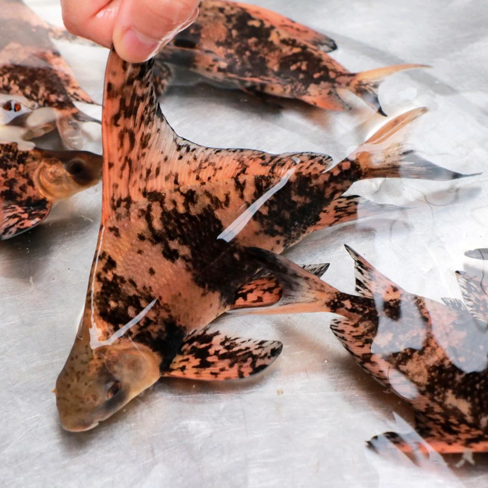 【优质鱼】一帆风顺胭脂鱼鲜活水产鱼可食用鱼类