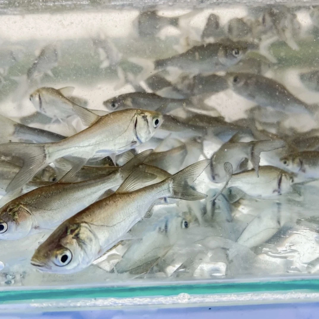 川鱼【白鲢鱼】 四大家鱼  水鲢跳鲢  淡水宠物水族观赏鱼。