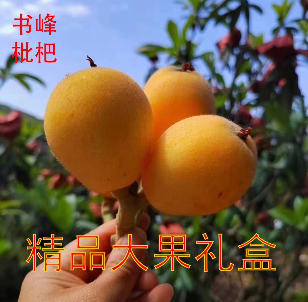 仙游书峰特产高山新鲜枇杷精选产地直发老幼孕妇皆可食用送礼佳品